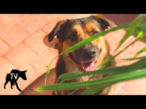 download lagu mp3 mp4 Can Dogs Have Wheatgrass, download lagu Can Dogs Have Wheatgrass gratis, unduh video klip Can Dogs Have Wheatgrass