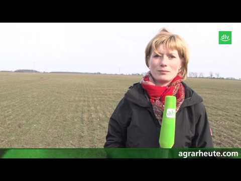 Vegetationsreport: Wintergetreide jetzt exakt beurteilen