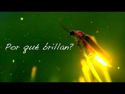FIREFLIES in GERMANY 🇩🇪🐛💡 (Subtitles)