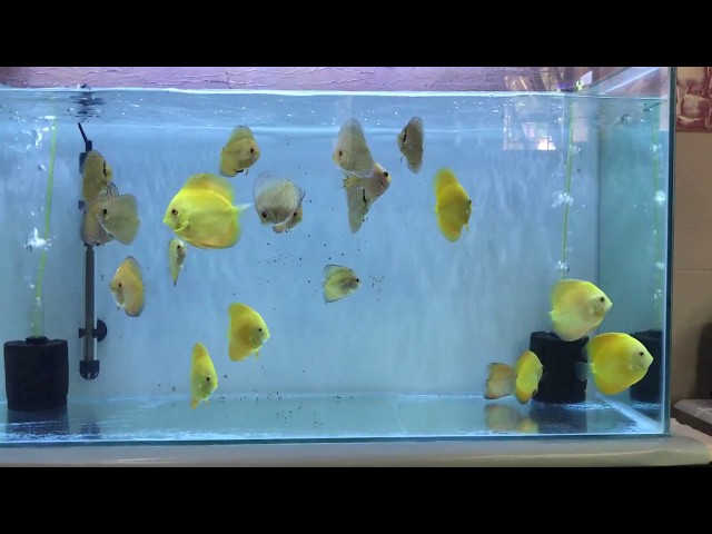 yellow melon discus fish 3 feet tank