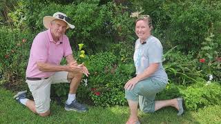 In the garden with Dr. Allan Armitage: Sunrosa Red