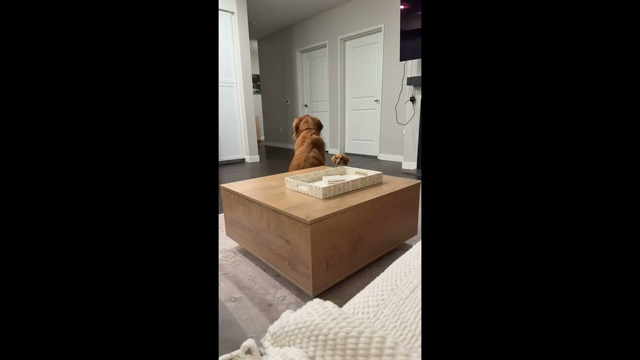 Golden Retriever Baps Little Sister for Staring Too Long || ViralHog
