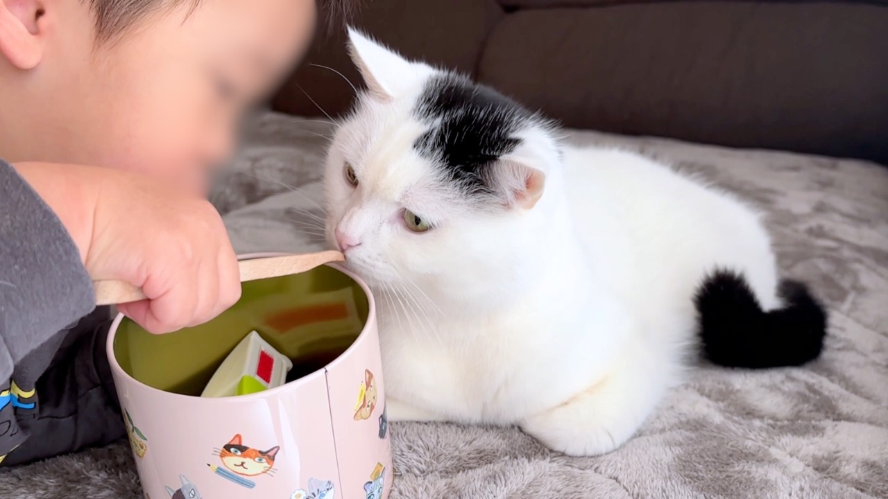 優しい猫が2歳児のおままごとに付き合うとこうなります