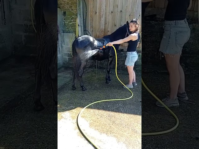 Hongre - futur grand C, petit D - 1 an - PP