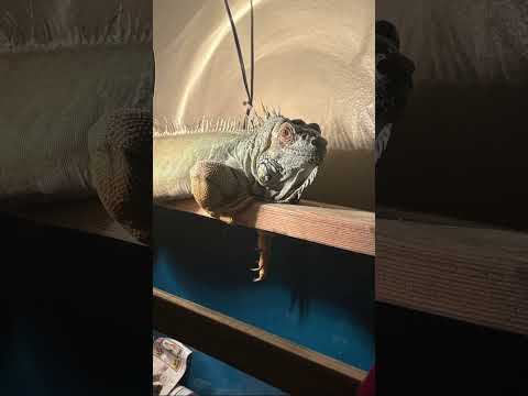 In the life of iffy…she just be chilling💗💗