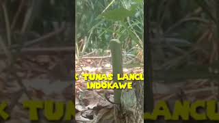 Download lagu Tutorial stek kopi lancuran mp3