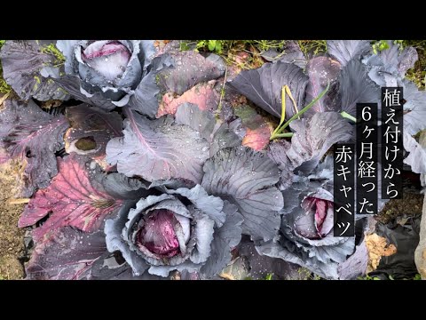 赤キャベツ 植物