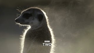 Super Senses: The Secret Power of Animals: Trailer - BBC Two