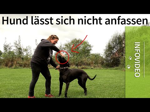 Dog won't let you touch it ➡️ Why? ➡️ Answer in the video ✔️