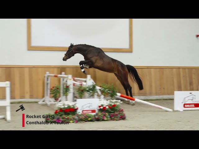 Rocket Girl Q (Conthalou x Toulon)