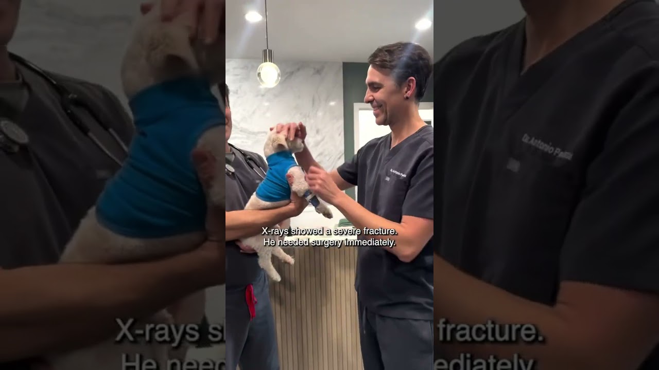 Enlarge Romeo , a ADOPTABLE mixed breed in Santa Monica, CA video 4/4