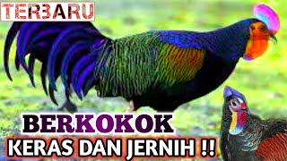 Download lagu SUARA AYAM HUTAN JANTAN JERNIH DAN KERAS the sound... mp3