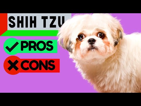 SHIH TZU Pros & Cons /  Should You Get A Shih Tzu?