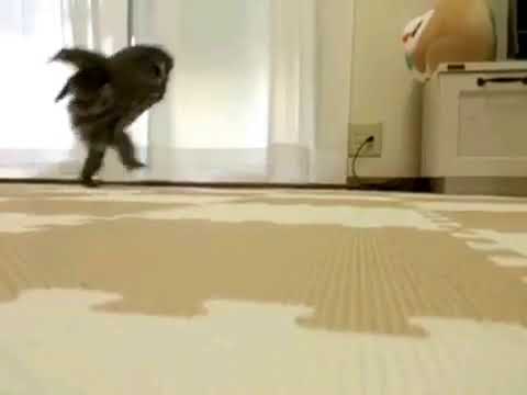 Видели, как бегают совы?