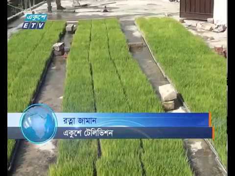 ঝিনাইদহে ঘরের ছাদে বোরো ধানের বীজতলা