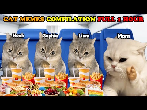 CAT MEMES FAMILY ROAD TRIP COMPILATION FULL 1 HOUR