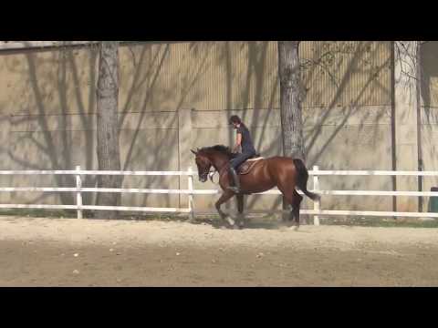 CANCARA (CASSINI I) x QUICK STAR - femmina tedesca del 2011 VENDUTA