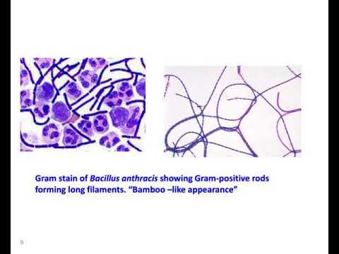 diagnostic microbiology lecture 11 gram positive endospore forming bacilli the genus bacillus