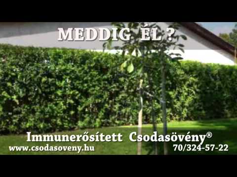 Csodasövény® - GYIK 117 - Meddig él ez a sövény