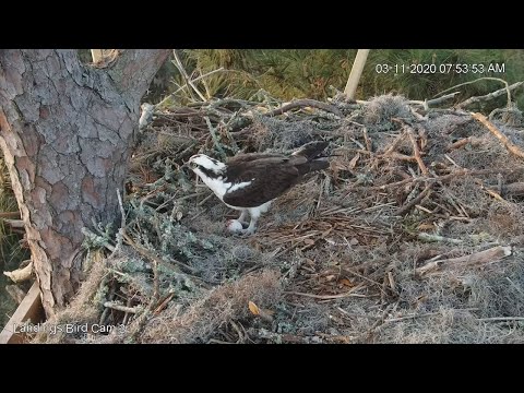 Egg #2 Laid By Female At Savannah Osprey Nest! – March 11, 2020