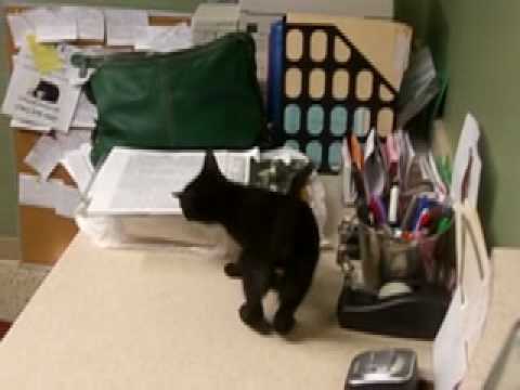 SCITUATE PET OF THE WEEK Pooky