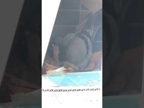 鳩が庭やバルコニーの植木鉢に卵を産まないようにするための 5 つ以上のヒント  庭園