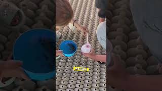 Download lagu Bisnis Ikan Cupang Sekala Besar #shorts mp3