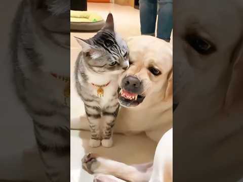 Chiens effrayés par les chats - réactions hilarantes