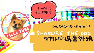 みんなの知らないバリ島。リアルでシュールで愛すべき生き物たち。