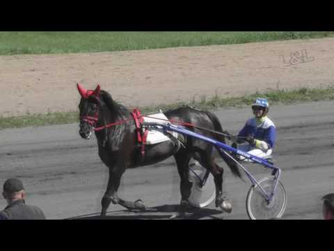 27.05.17. Приз Весенний*Для лошадей орловской рысистой породы ст/возр, дистанция 1600 м.