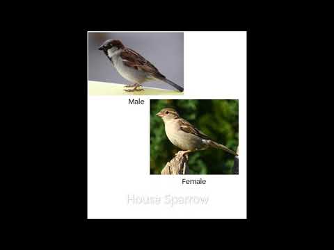 House Sparrow Song