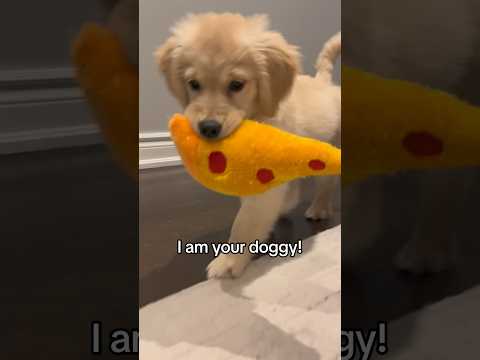 I am your doggy, you listen to me! 😏 #puppy #goldenretriever #dogs #puppies #dogshorts #dog