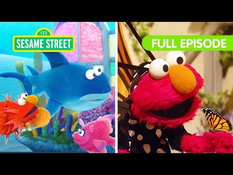 Elmo's dierenvriendjes! | VIER volledige afleveringen van Sesamstraat