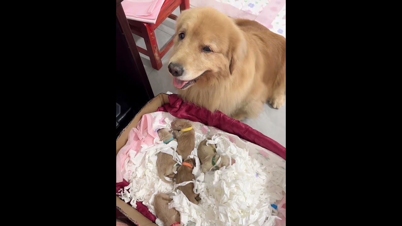 Golden Retriever Trade Time #shorts #dogs