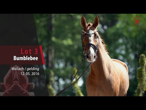 03 Bumblebee Wallach v. Benicio - Laurentianer