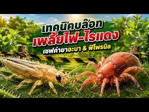 หยุดวงจรระบาด!⚡ สกัด \เพลี้ยไฟ ไรแดง\ เข้าสวน เจาะลึกยา (อะบาเมกติน VS ฟิโพรนิล)