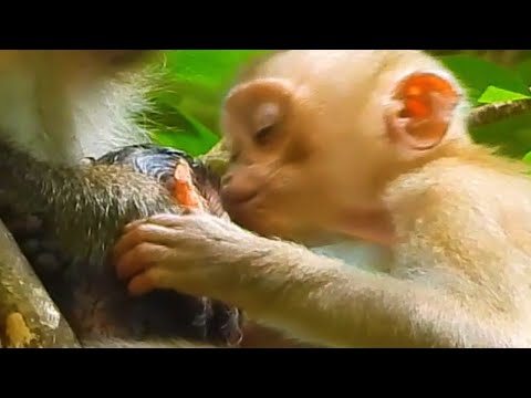 Monkey & Primates, Baby Abandoned Very Sweet Love Care Newborn Macaque, Lovely Baby Monkey, Nature