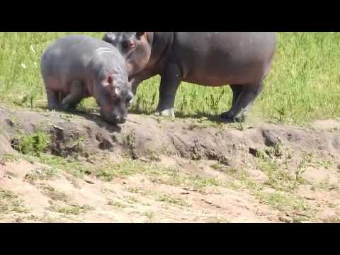 Hippos at Nsameni Dam