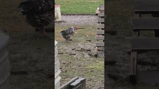 RUN RUFIO RUN! #WhittAcres #homesteadinglife #enjoynaturetoday #dutchshepherd #backyardflock