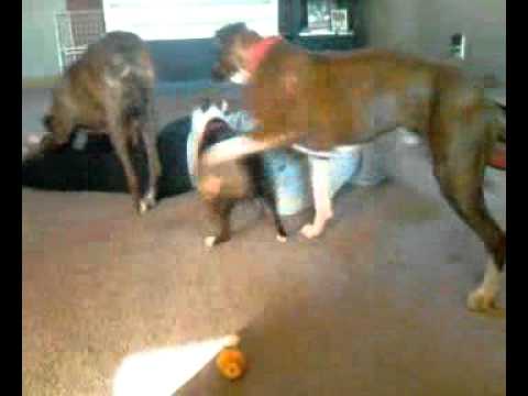 Bobby being attacked by Tank Muzzy and T-Bone