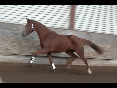 **SOLD** 'Kyra' 3yrs. Top dressage prospect by All at Once x Westpoint