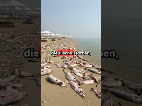 Vom Traum zum Alptraum: Der Niedergang der Ferienorte am Salton Sea 🌊