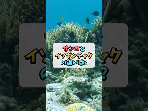 ボウルズピンク品種のイソギンチャク 2023