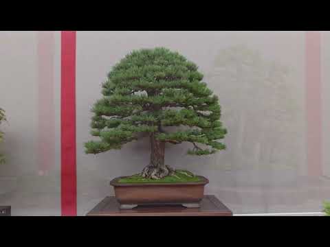 National Bonsai Show, Maulevrier, France 2023 🇫🇷