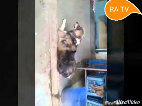 Street Dogs of Chhedanagar - March 16 2015 : Ep 1 [Full Episode]