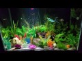 Ideal Water Temp For Freshwater Aquarium