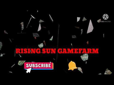 SUE WILSON GILMORE BROODCOCK /BONE CRASHER HEN BREEDING PEN