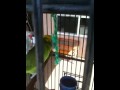 Popeye Rick S Laughing Parrot