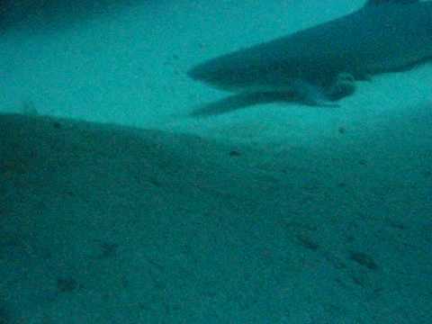 Kauai - Tunnels Dive - White Tip Shark