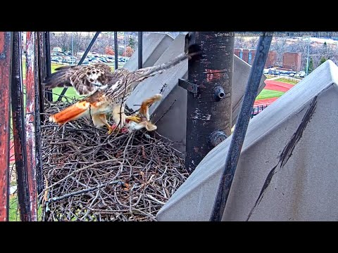 Arthur Brings Partial Rabbit To Cornell Hawks Nest – March 3, 2020